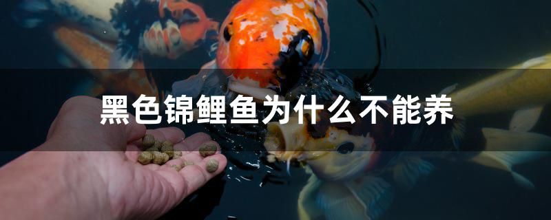 黑色錦鯉魚為什么不能養(yǎng) 充氧泵