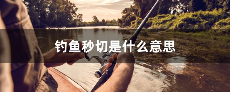 釣魚秒切是什么意思