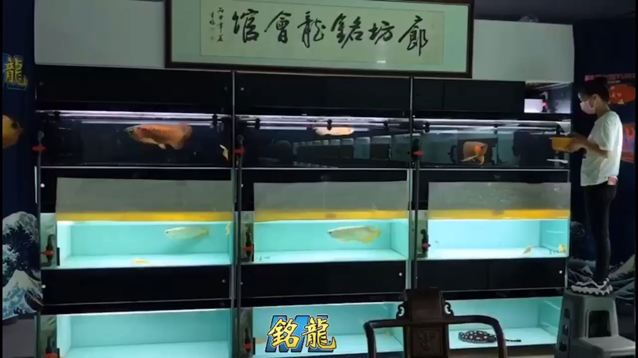 一步一個腳印，一走來十一年 觀賞魚論壇