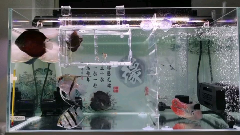 今日份的魚兒們 觀賞魚論壇 第1張