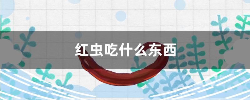 紅蟲吃什么東西 祥龍水族濾材/器材