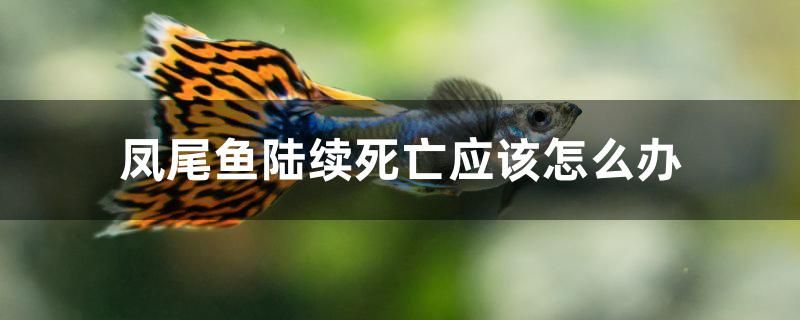 鳳尾魚陸續(xù)死亡應(yīng)該怎么辦 ?；?異型虎魚/純色虎魚