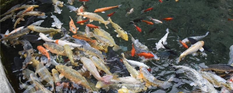 錦鯉魚尾充血怎么回事充血怎么治療 水族世界