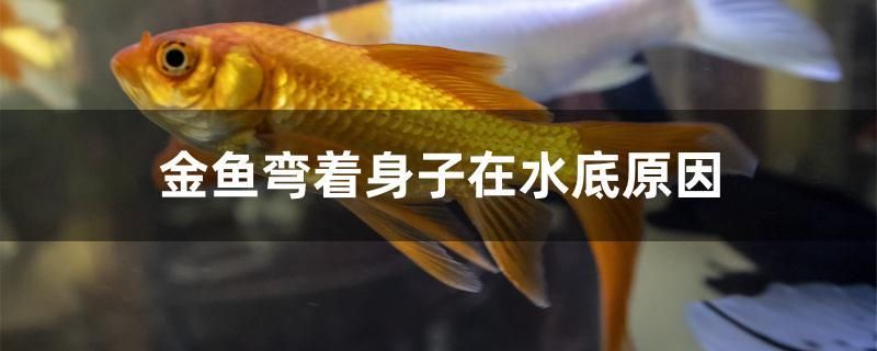 金魚(yú)彎著身子在水底原因 iwish愛(ài)唯希品牌魚(yú)缸