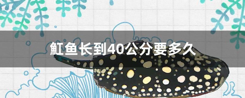 魟魚長(zhǎng)到40公分要多久 過背金龍魚