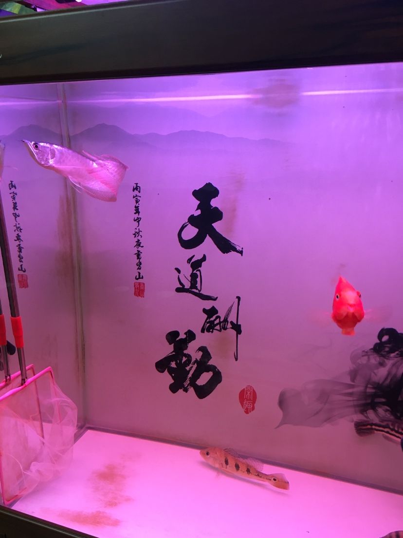 能和龍魚虎魚混養(yǎng)的魚品種有哪些 龍魚和虎魚打架加配魚 黑帝王魟魚 第3張