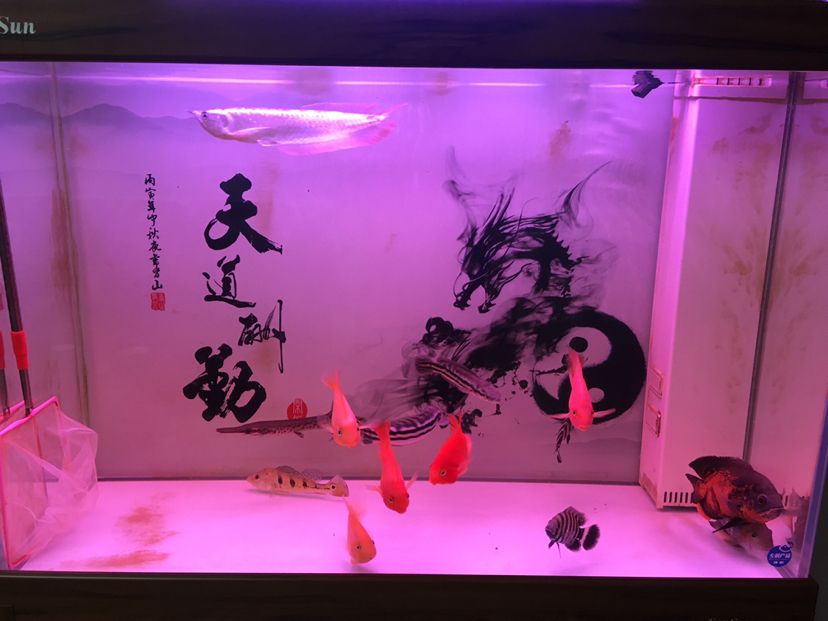 請(qǐng)教各位這樣混養(yǎng)可以嗎？ 觀賞魚(yú)論壇 第5張