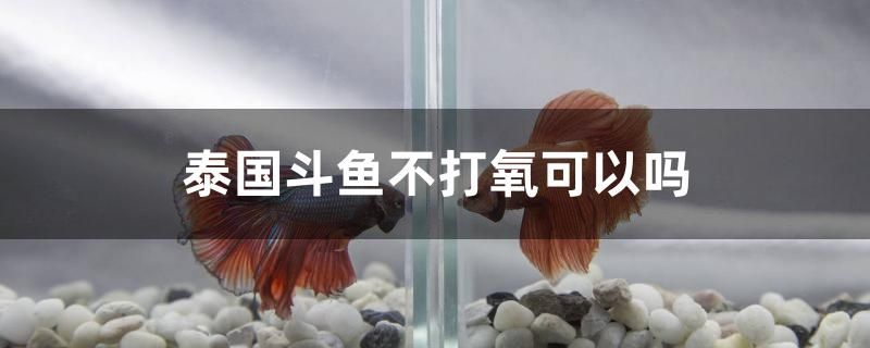 泰國斗魚不打氧可以嗎