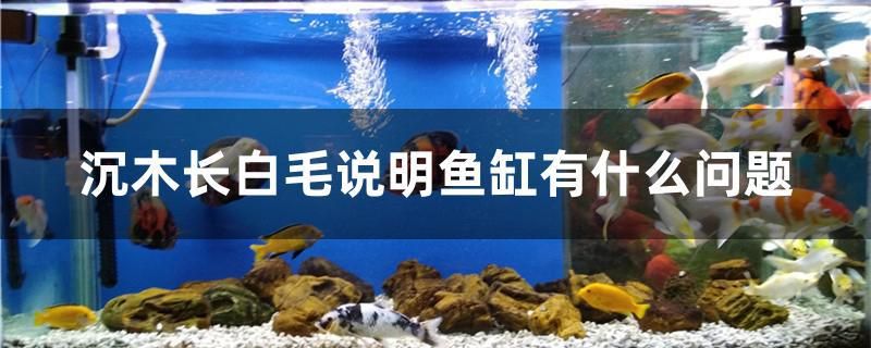 沉木長白毛說明魚缸有什么問題