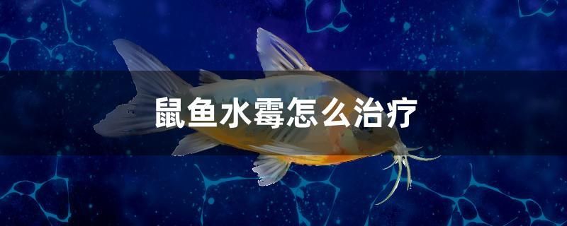 鼠魚水霉怎么治療 大白鯊魚苗