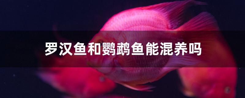 羅漢魚和鸚鵡魚能混養(yǎng)嗎