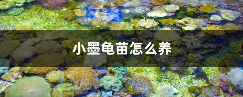 小墨龜苗怎么養(yǎng) 皇冠黑白魟魚