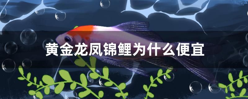 黃金龍鳳錦鯉為什么便宜 帝王三間魚