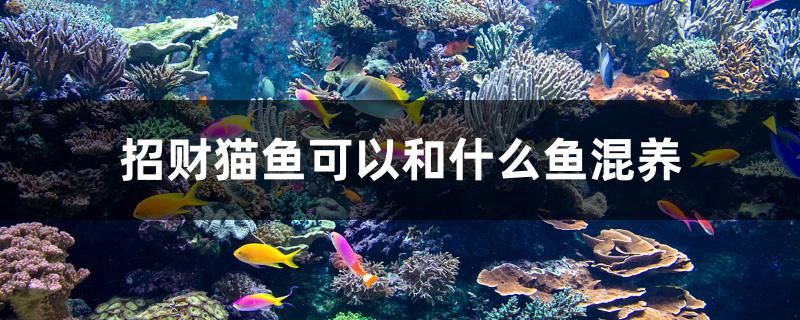 招財(cái)貓魚(yú)可以和什么魚(yú)混養(yǎng)