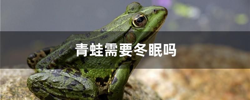 青蛙需要冬眠嗎 白寫錦鯉魚