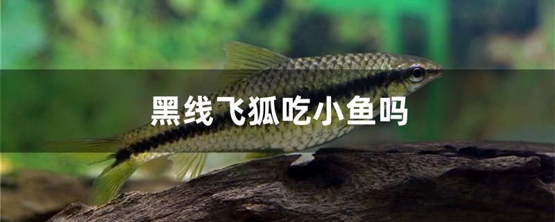 黑線飛狐吃小魚嗎 文玩