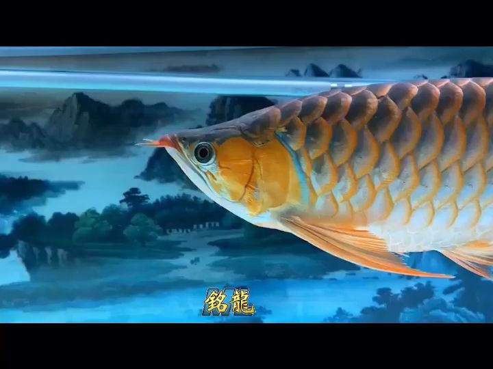 魚友闊哥反饋，大頂級泗水 觀賞魚論壇