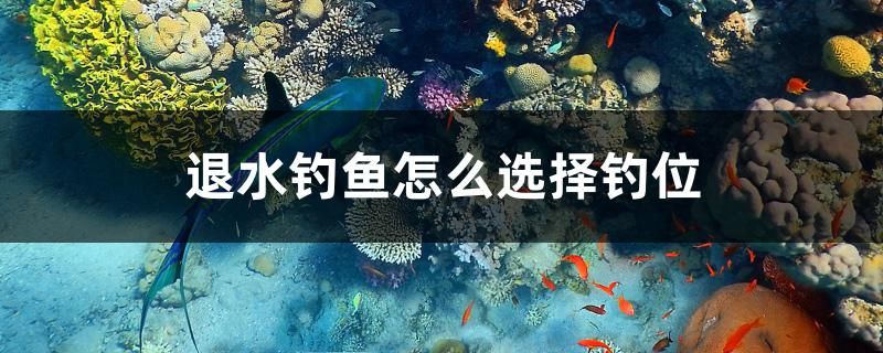 長安區(qū)賣觀賞魚店鋪 長安區(qū)哪里有賣魚的 黃金鴨嘴魚