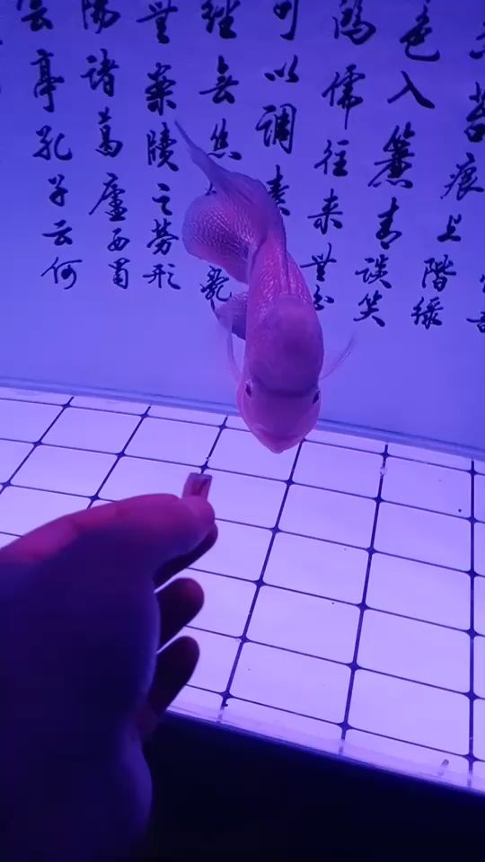 小樣！ 觀賞魚論壇