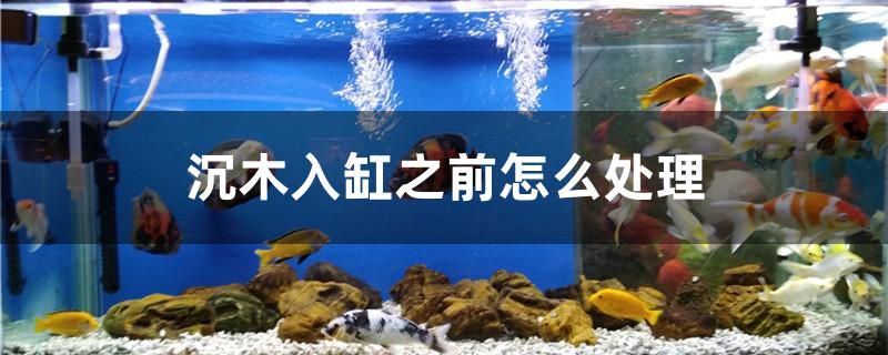 沉木入缸之前怎么處理 鴨嘴鯊魚