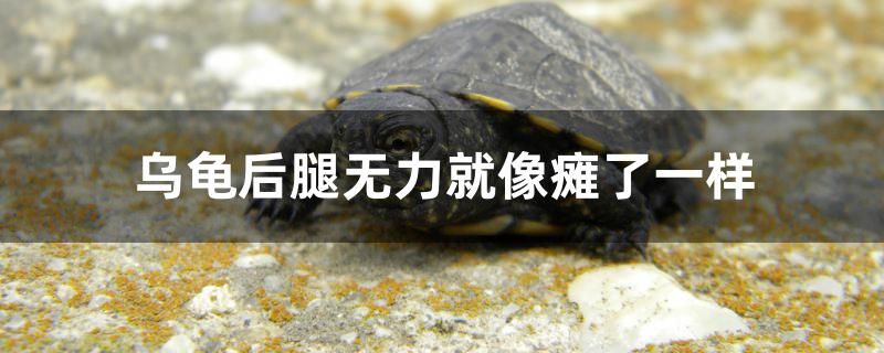 烏龜后腿無力就像癱了一樣怎么辦 觀賞魚疾病