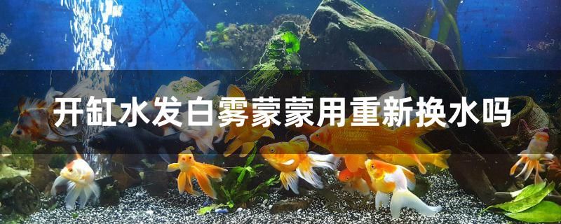 開缸水發(fā)白霧蒙蒙用重新?lián)Q水嗎 養(yǎng)魚的好處