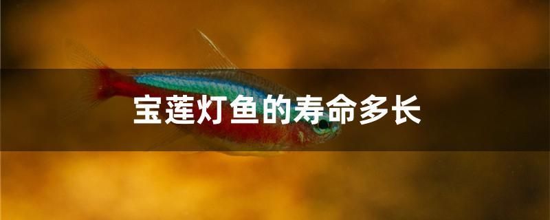 寶蓮燈魚的壽命多長(zhǎng) 其他寵物