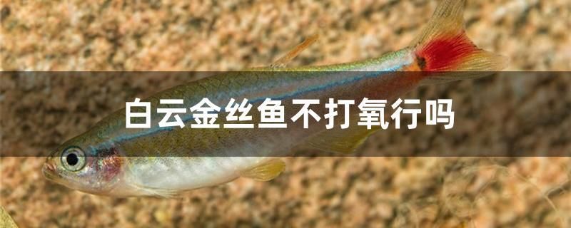 白云金絲魚不打氧行嗎 溫控設(shè)備