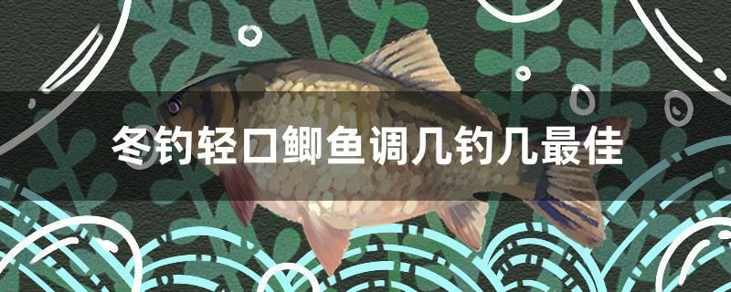 冬釣輕口鯽魚調(diào)幾釣幾最佳 觀賞魚市場（混養(yǎng)魚）