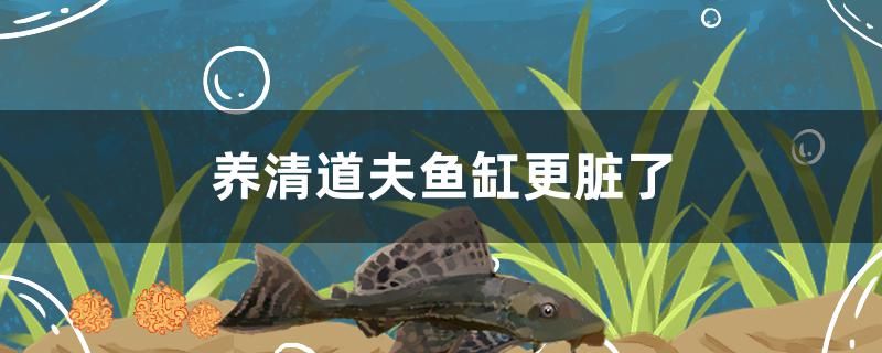 養(yǎng)清道夫魚缸為什么更臟了 玫瑰銀版魚