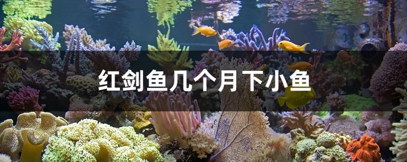 紅劍魚幾個(gè)月下小魚