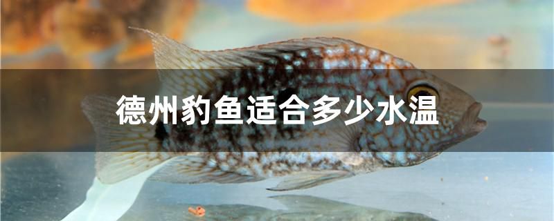 德州豹魚適合多少水溫 蘇虎苗（蘇門答臘虎魚苗）