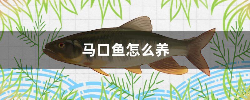 馬口魚怎么養(yǎng) 慈雕魚