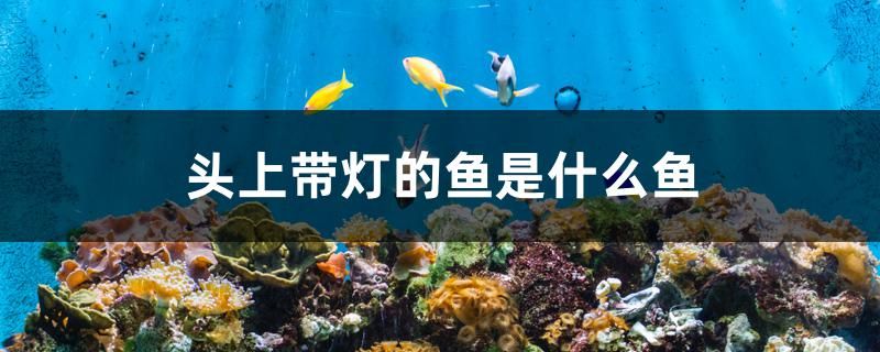 頭上帶燈的魚是什么魚