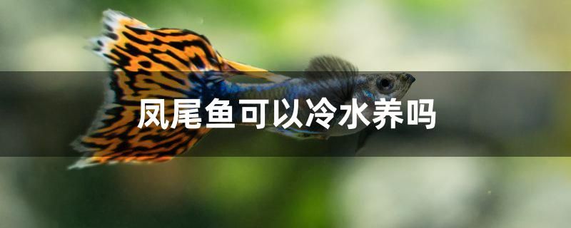 鳳尾魚可以冷水養(yǎng)嗎 藍底過背金龍魚