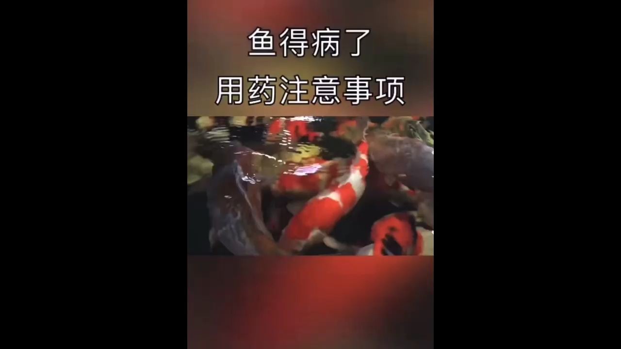 錦鯉魚得病了用藥注意事項 觀賞魚論壇