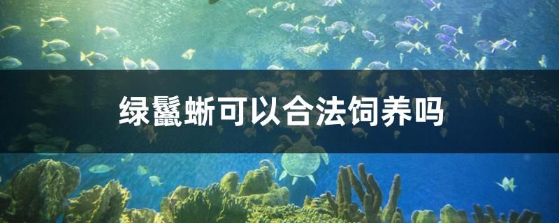 綠鬣蜥可以合法飼養(yǎng)嗎 廣州水族批發(fā)市場(chǎng)