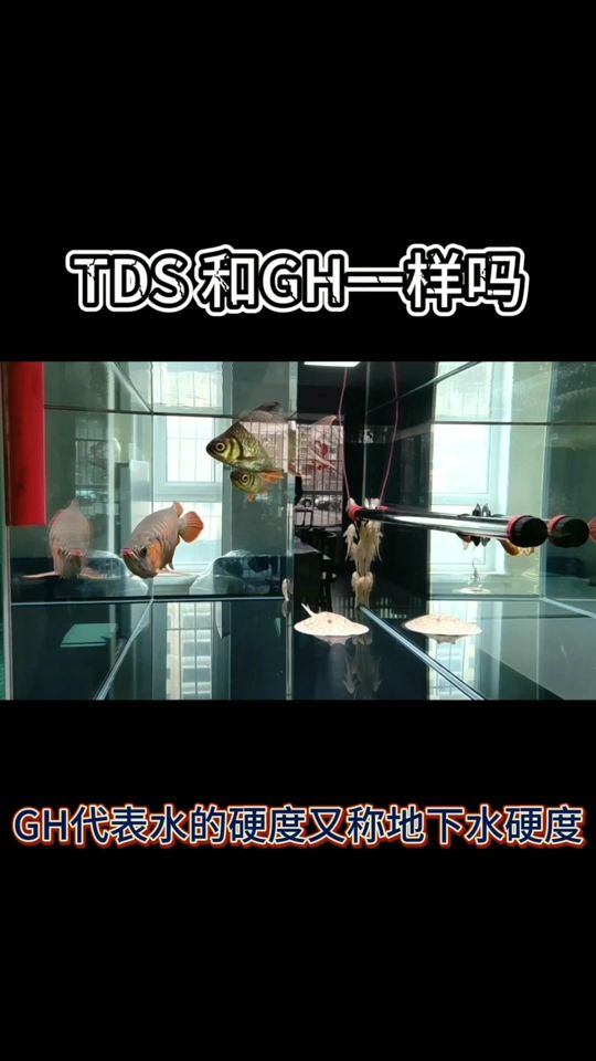 TDS和GH一樣嗎 觀賞魚論壇 第1張