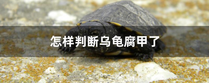 怎樣判斷烏龜腐甲了 熱帶魚魚苗批發(fā)