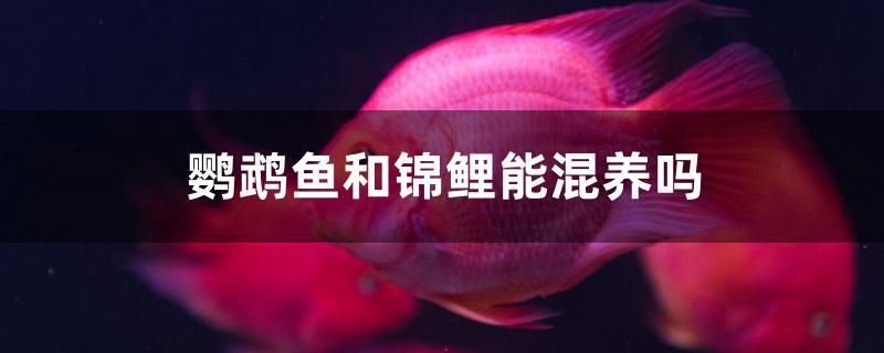 鸚鵡魚和錦鯉能混養(yǎng)嗎 黃鰭鯧魚