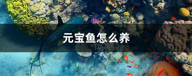 元寶魚怎么養(yǎng) 龍魚疾病與治療