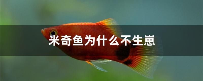 米奇魚為什么不生崽