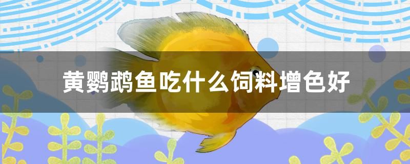 黃鸚鵡魚吃什么飼料增色好 其他寵物