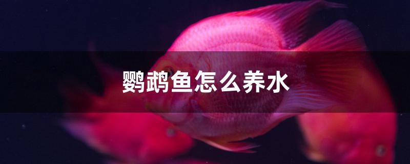 鸚鵡魚怎么養(yǎng)水 星點(diǎn)金龍魚