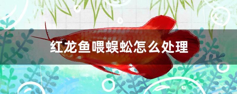 紅龍魚(yú)喂蜈蚣怎么處理 小型觀賞魚(yú)