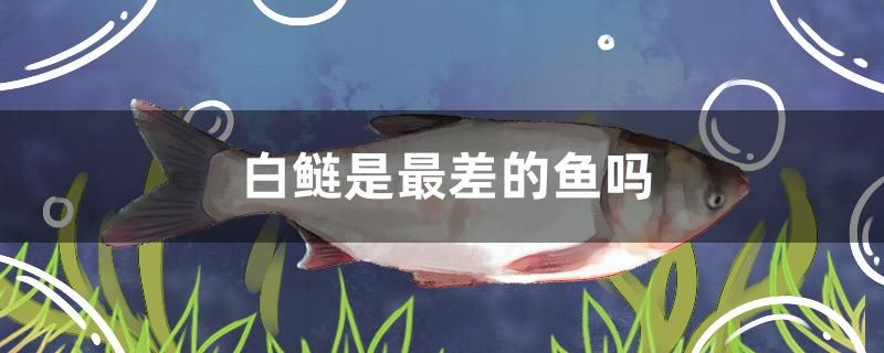 白鰱是最差的魚嗎 熱帶魚魚苗批發(fā)