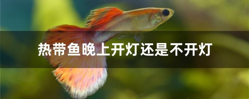 熱帶魚晚上開燈還是不開燈 除藻劑