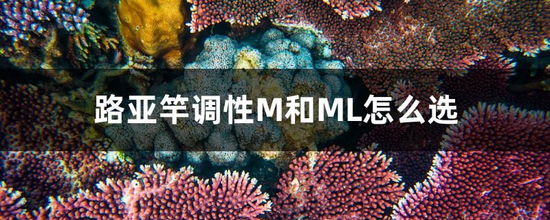 路亞竿調(diào)性M和ML怎么選 三色錦鯉魚