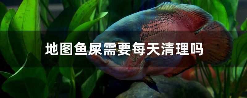 地圖魚(yú)屎需要每天清理嗎 黃金達(dá)摩魚(yú)