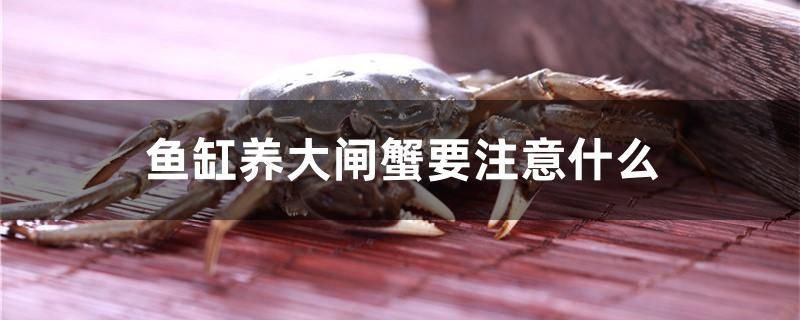 魚缸養(yǎng)大閘蟹要注意什么 奈及利亞紅圓點狗頭